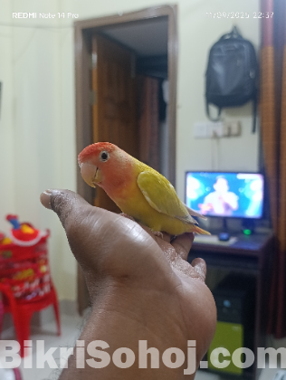 Love bird